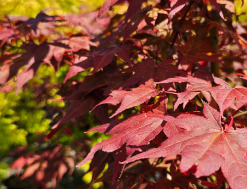 Summer 2025 Japanese Maples