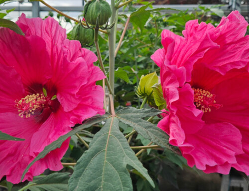 Gardening is A Fantastic Word