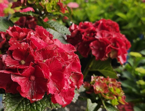 Midsummer Sale: 40% off Shrubs & Trees!