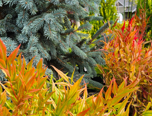 Fall Planting for Year-Round Garden Color