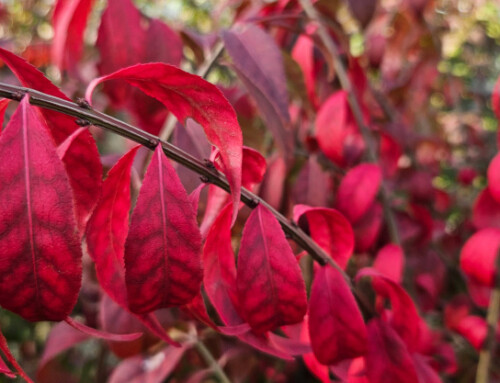 Your Successful Spring Garden Begins in Autumn