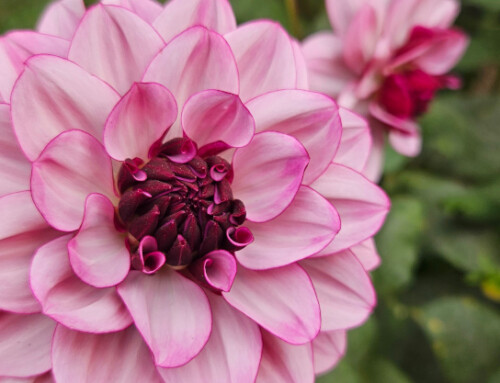 A Change of Attitude in the Garden