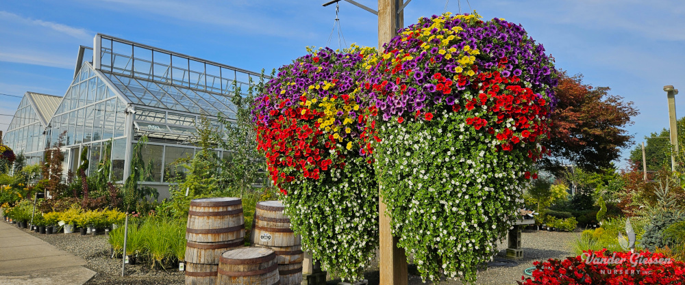Greenhouse Front 8.25 12×5 1000 72 Watermark