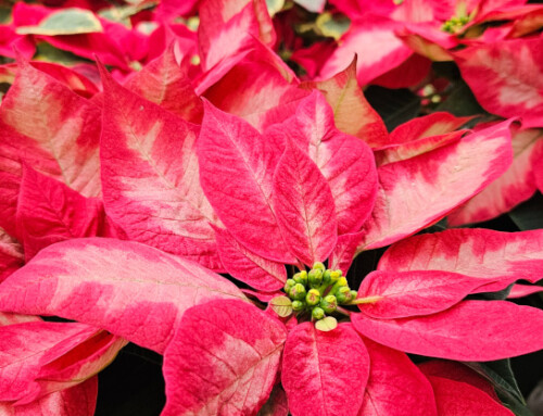 Bring Joy to a Gardener This Christmas