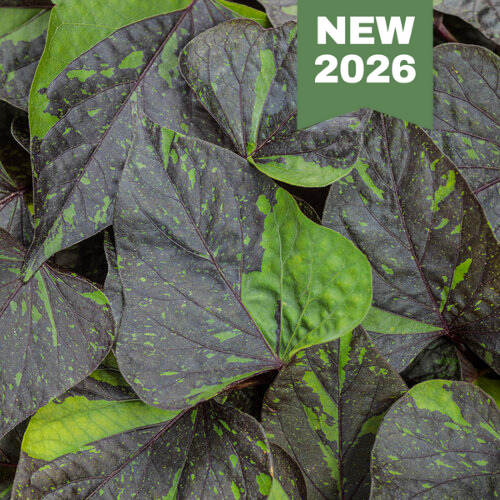 Ipomoea Sweet Caroline Sweetheart Shadowstorm 2026