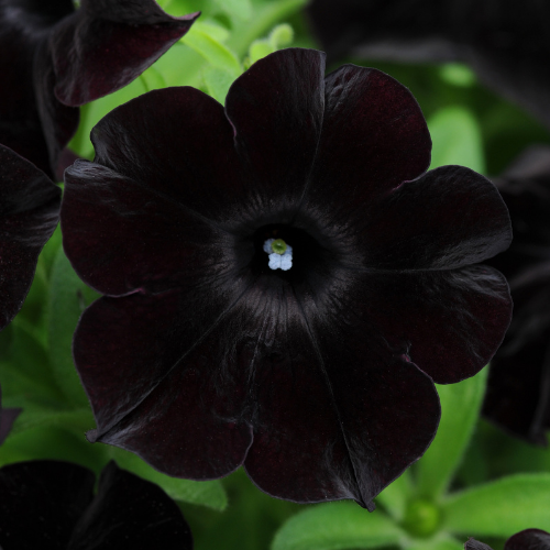 Petunia Slingshot Black Magic