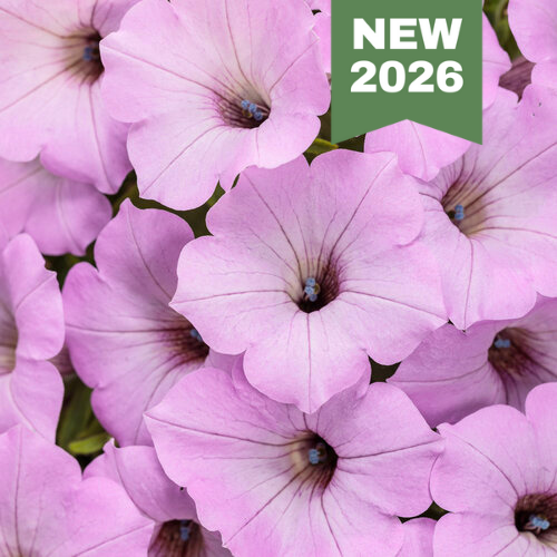Supertunia Vista Cool Jazz 2026