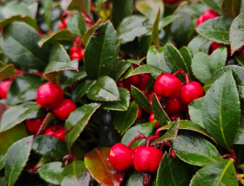 Try Something New in the Garden