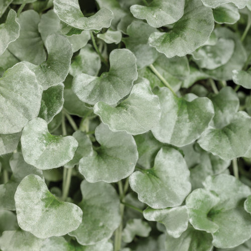 Dichondra Silver Falls