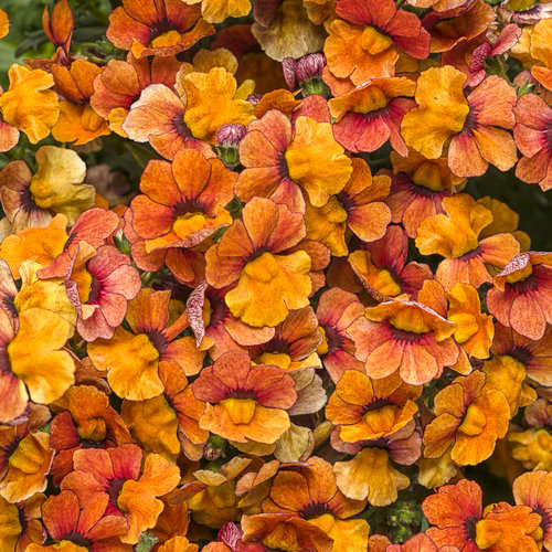 Nemesia Sunsatia Blood Orange