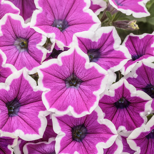 Supertunia Hoopla Vivid Orchid