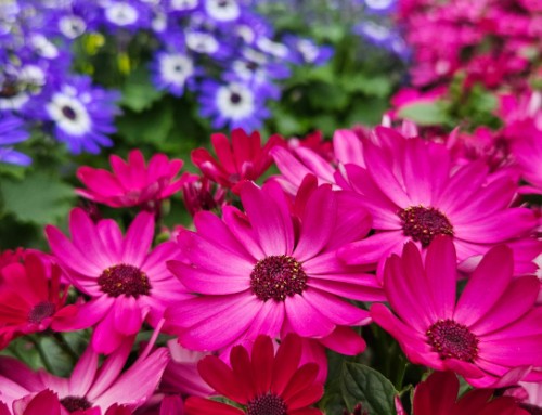 A Few of My Favorite Things