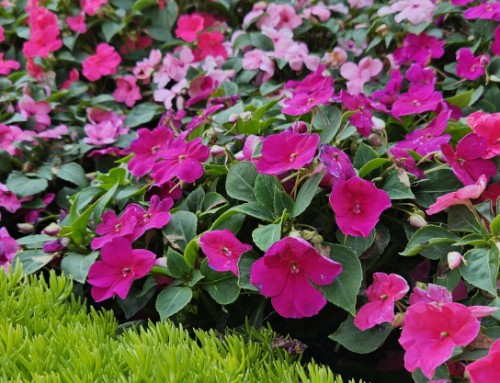 All of the Rewards, None of the Fuss in the Garden