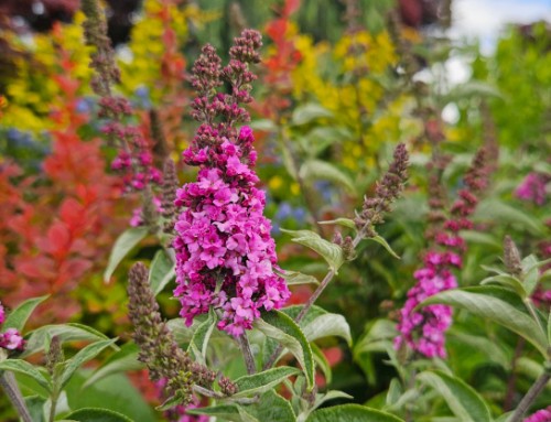 Lasting Summer Color for the Garden