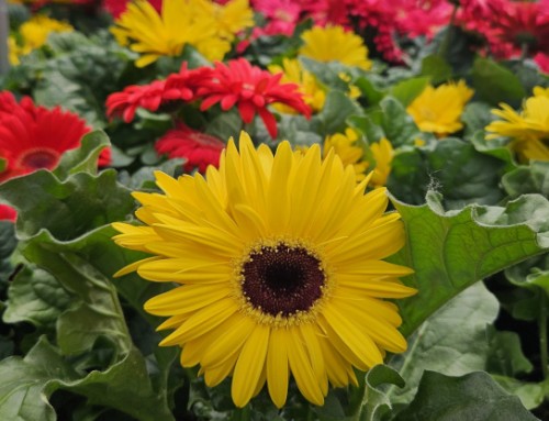 Greenhouse Sale on Now!