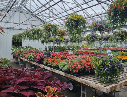 Greenhouse Sale on Now!