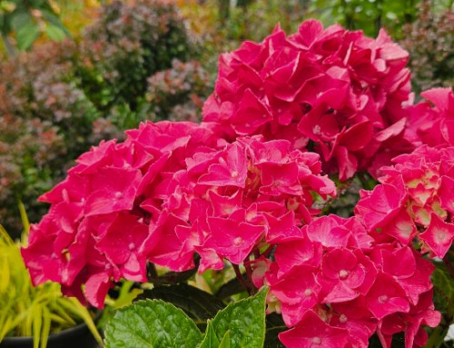 Tools for Success in the Summer Garden