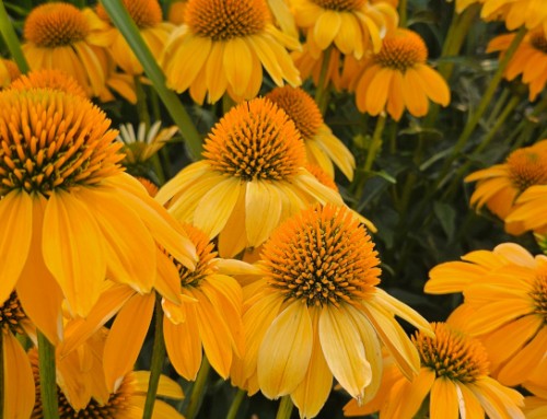The Stars of the Late Summer Garden