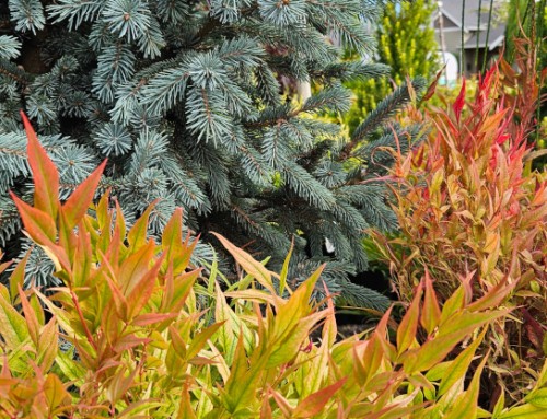 Fall Plant Sale: 30% off Shrubs, Trees, & Perennials