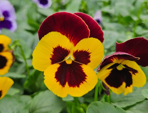 Make the Most of a New Season in the Garden